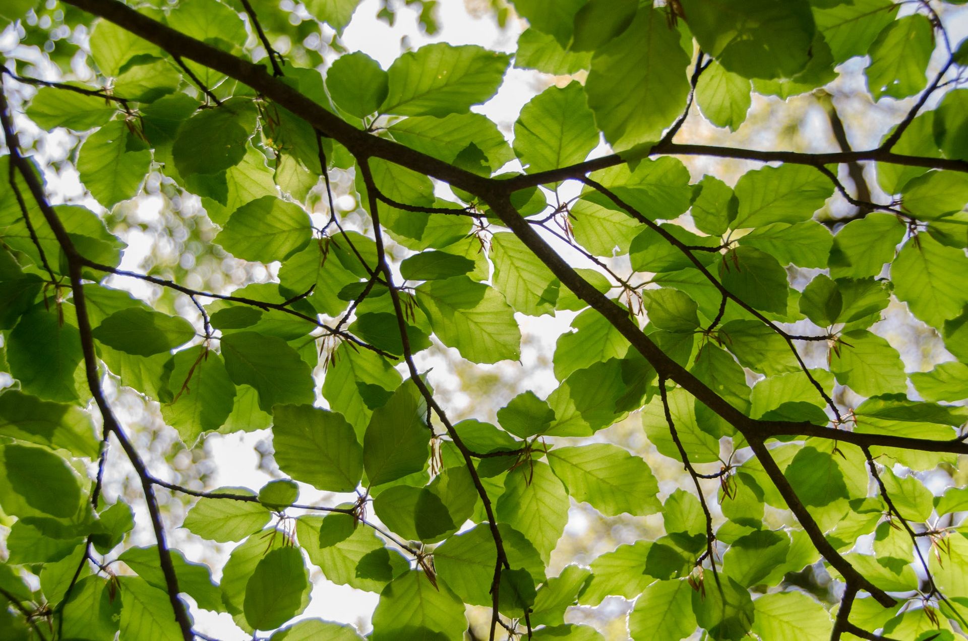 Blätter im Wald. 