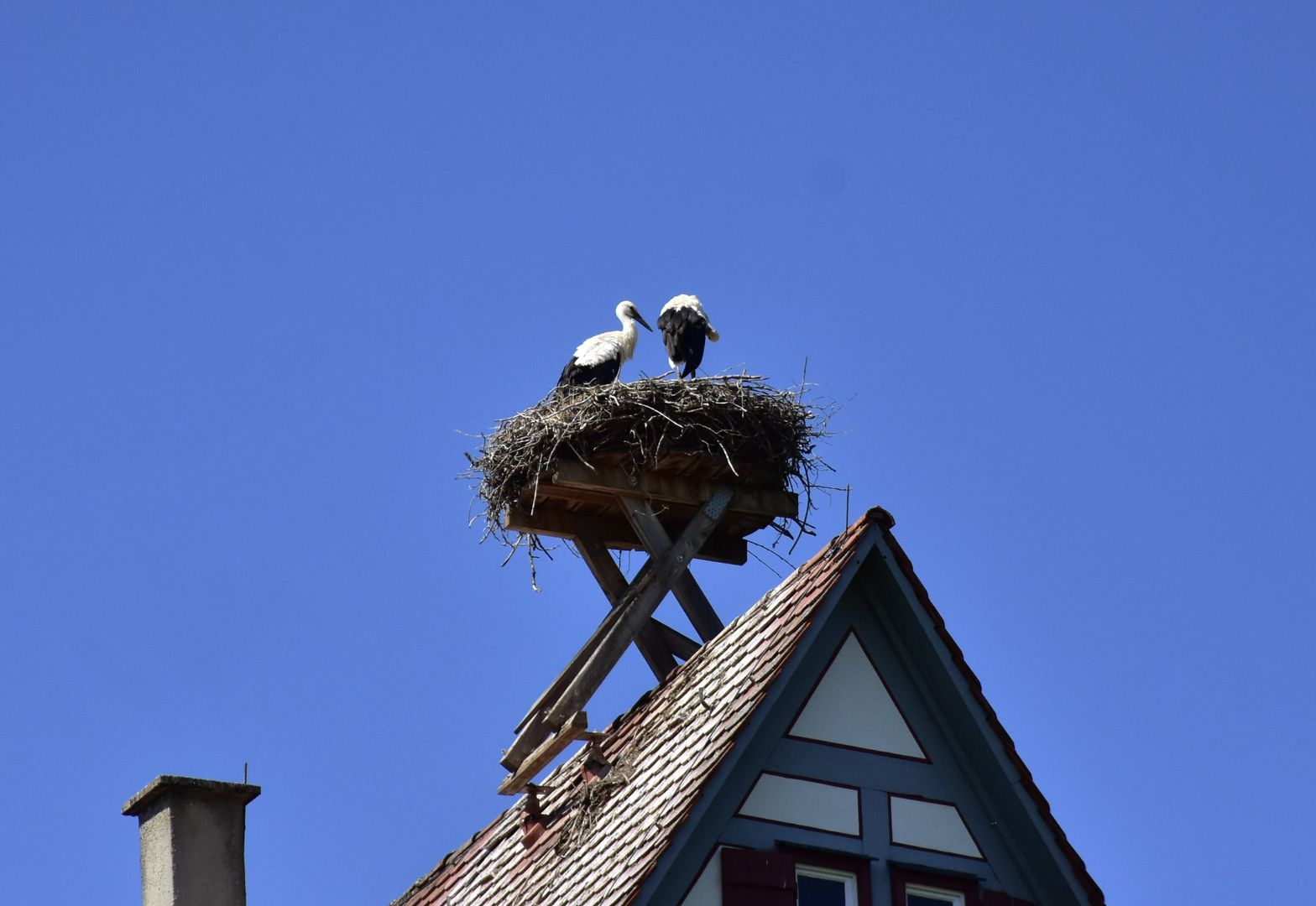 Störche brüten auf dem Schlössle in Geisingen Freiberg a.N.