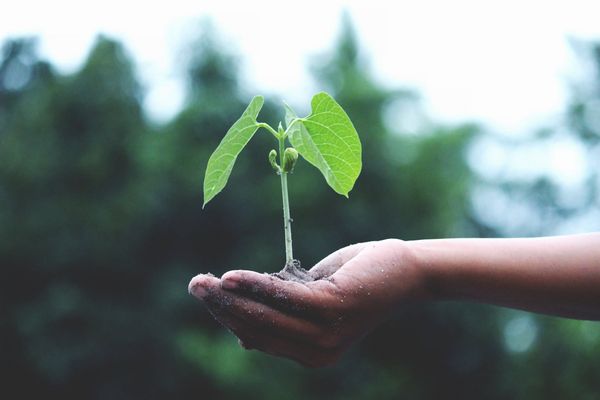 Hand hält Pflanze. Der BUND Regionalverband Stuttgart fordert: mehr Platz für die Natur! 