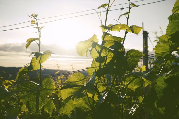 Weinreben mit Sonne im Hintergrung. Weinbauern verwenden häufig noch Glyphosat. 