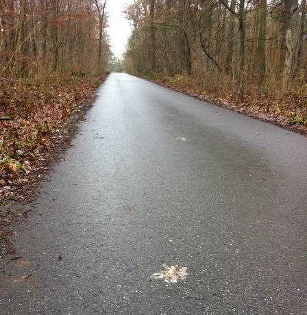 Vinalciweg - überfahrener Frosch im Vordergrund