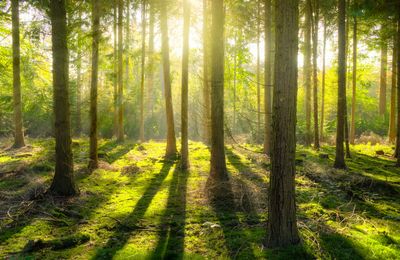 Sonne scheint durch einen Wald. 