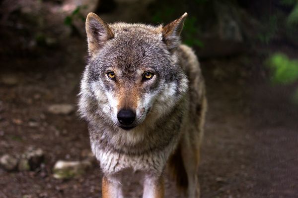 Ein Wolf. 