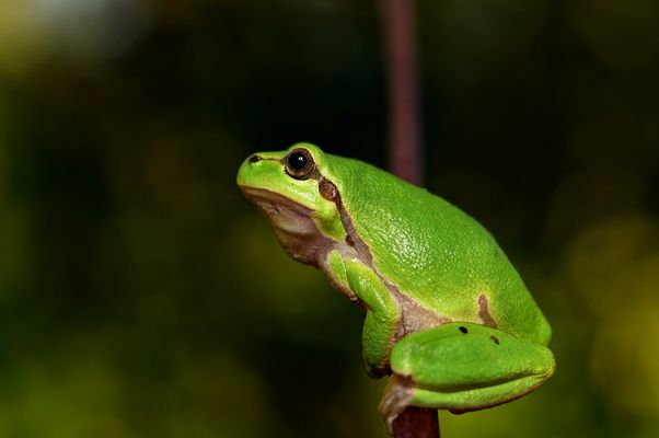 Ein Frosch. 