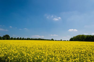 Ein Raps-Feld und blauer Himmel. 