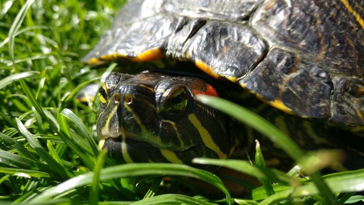Nahaufnahme einer Rotwangenschildkröte. 