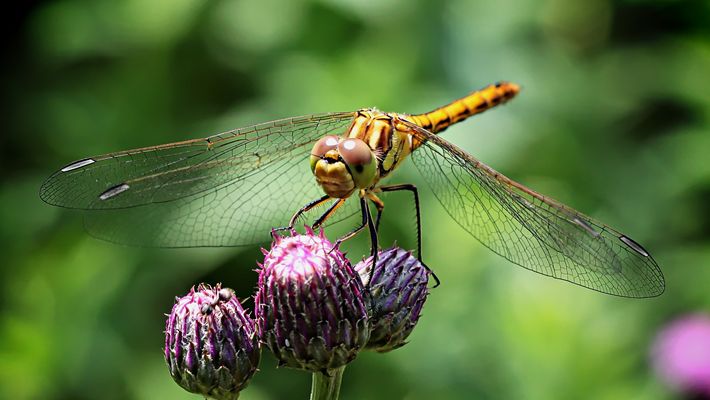 Eine Libelle.