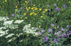 Blumenwiese bunt