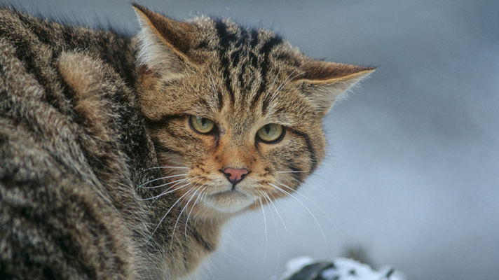 Eine Wildkatze im Winter. Foto: Thomas Stephan