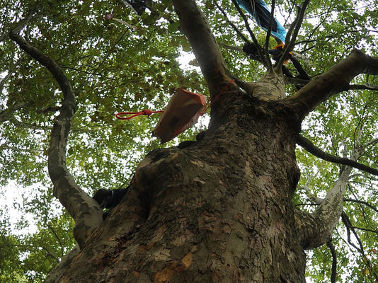 Ein Baum, in dem der Juchtenkäfer lebt. 